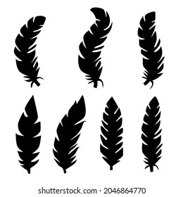 Collection of feather illustration, drawing, engraving, ink line art.