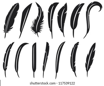 the collection of feathers 