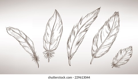 Collection of feathers.