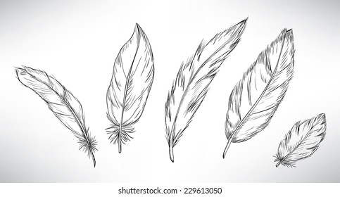 Collection of feathers.