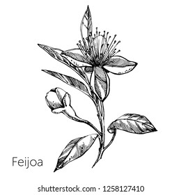 Collection of feijoa fruit, flower, leaves and feijoa slice. Vector hand drawn illustration.