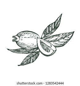 Collection of feijoa fruit, flower, leaves and feijoa slice. Vector hand drawn illustration.