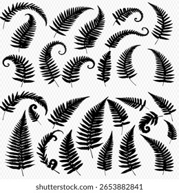 A collection of fern fronds in silhouette, arranged against a transparent background.