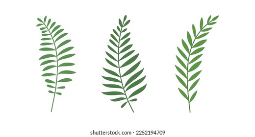 Collection of fern isolated for organic design element