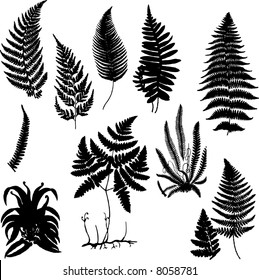 collection of fern silhouettes