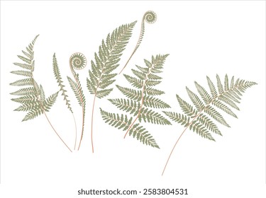 Collection of ferns drawings, vector illustration