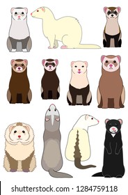 collection of ferrets