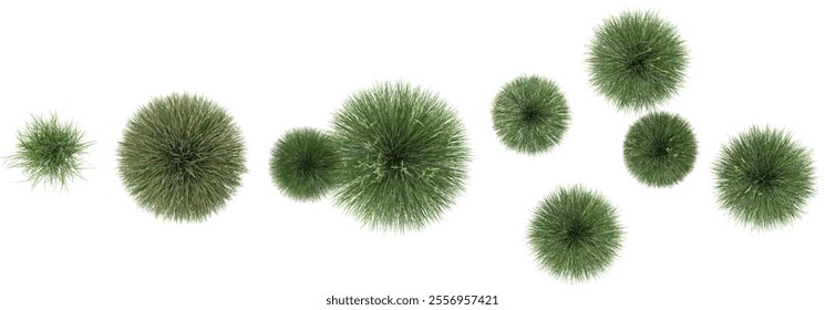 Collection of Festuca grass on transparent background from the top view
