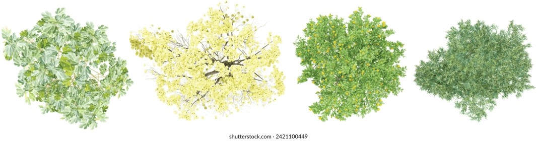 collection of ficus carica,olea europaea,tabebuia chrysantha,citrus sinensis plants from top view with transparent background, 3d rendering