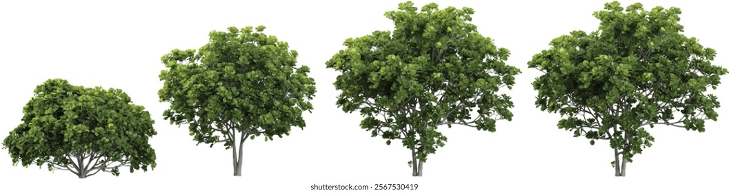 Collection of Ficus plants on transparent background