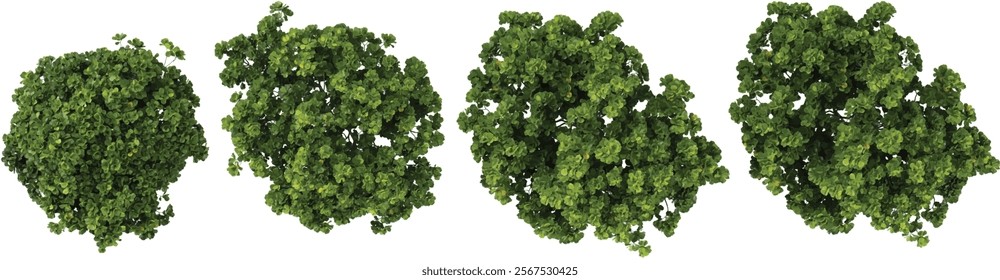 Collection of Ficus plants on transparent background from the top view