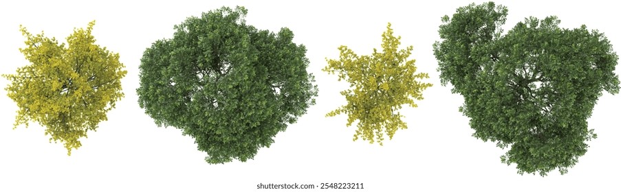 Collection of Ficus,Ginkgo plants on transparent background from the top view