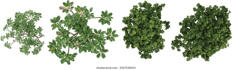 Collection of Ficus,Plumeria plants on transparent background from the top view