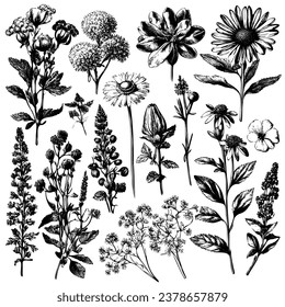 collection of field plants. Botanical set of sketches of flower branches, hand drawn. Vector wildflowers and plants feature a highly detailed line art style. hand drawn, not AI