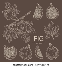 Collection of figs: fruit and piece of fig. Vector hand drawn illustration.