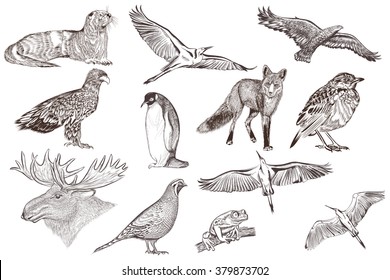 Collection of filigree drawn animals in engraved style