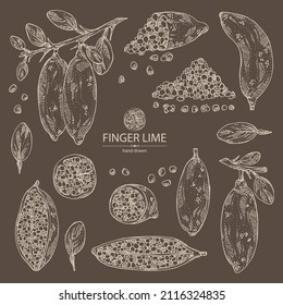 Collection of finger lime: finger lime fruits, lime caviar and slice. Citrus australasica. Vector hand drawn illustration.