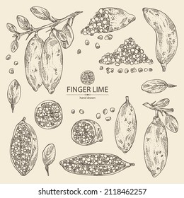 Collection of finger lime: finger lime fruits, lime caviar and slice. Citrus australasica. Vector hand drawn illustration.