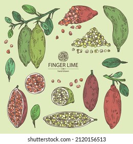 Collection of finger lime: finger lime fruits, lime caviar and slice. Citrus australasica. Vector hand drawn illustration.