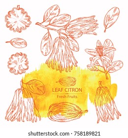 Collection of fingered citron: fingered citron fruit, flower and slice of fingered citron. Buddha's hand. Vector hand drawn illustration. 