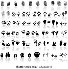 Collection of fingerprints, animal and bird trails 