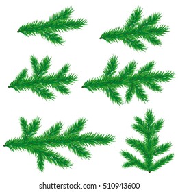 Collection fir-tree branches for your design isolated on white background. Vector illustration