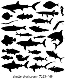 Collection of fish