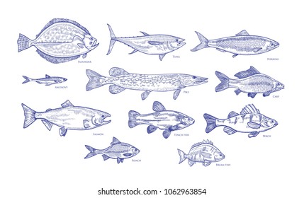 Collection of fish hand drawn with blue contour lines on white background. Bundle underwater animals or creatures living in sea and ocean. Monochrome vector illustration in vintage etching style.