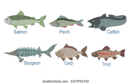 Mediterranean Fish Species Chart