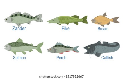 Collection of Fish Species with Name Subscription, Zander, Pike, Bream , Salmon, Perch, Catfish Vector Illustration