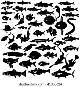 collection of fishes