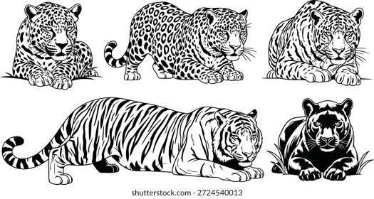 Una colección de cinco ilustraciones en blanco y negro con tigres y un oso en varias poses