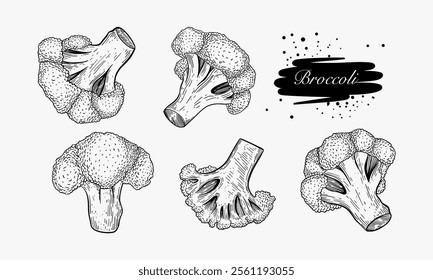 A collection of five detailed hand-drawn illustrations showcasing various views of broccoli florets and stems.