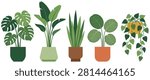 Collection of five different green house indoor plants, monstera, banana plant, snake plant, calathea, pothos in pots.