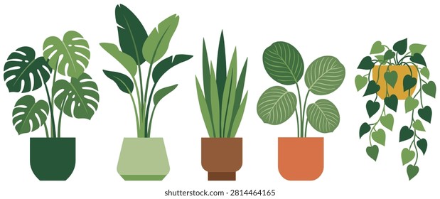 Collection of five different green house indoor plants, monstera, banana plant, snake plant, calathea, pothos in pots.