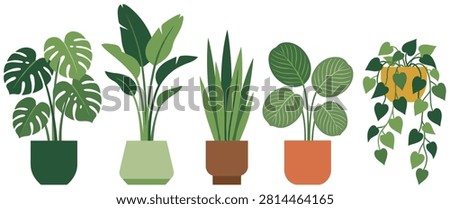 Collection of five different green house indoor plants, monstera, banana plant, snake plant, calathea, pothos in pots.