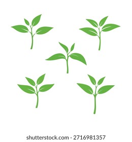 Una colección de cinco Pequeños y vibrantes brotes de plantas de té verde, cada uno con varias hojas delicadas, están dispuestos sobre un fondo blanco limpio. La Imagen representa las primeras etapas de crecimiento de la planta de té, simbolizando la frescura y los nuevos comienzos.