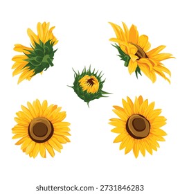 Sammlung von fünf lebendigen Sonnenblumen in verschiedenen Stadien der Blüte auf einem sauberen weißen Hintergrund.