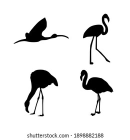 collection of flamingo animal silhouettes vector illustration