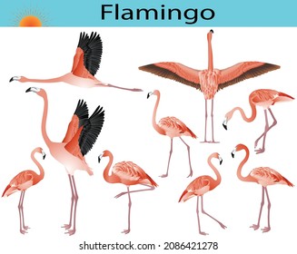 Collection of flamingo birds in colour image