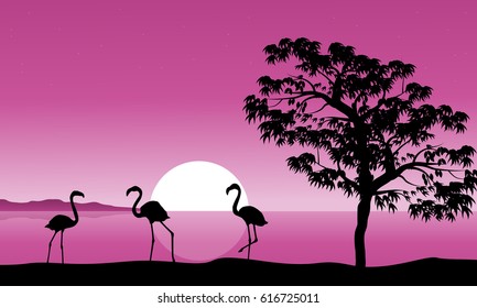 Collection flamingo at sunset background