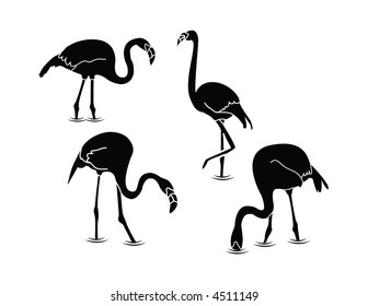 A collection of flamingos