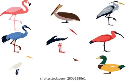 Collection of flat tropical wading birds vector illustrations featuring flamingo pelican heron crane scarlet ibis mallard duck and white egret.