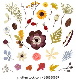 Collection of floral autumn elements for your design. Vector illustration flowers, leaves, branches, pine cones, oak and berries.