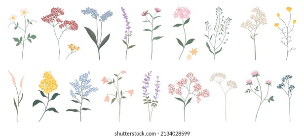 Colección de elementos florales y botánicos. Conjunto de hojas, flores silvestres folclóricas, plantas, florecimiento, hojas y hierba. Dibujo a mano de vectores de la temporada primavera floreciente para decoración, sitio web, gráfico y tienda.