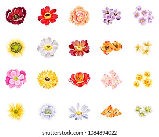 Collection of floral elements