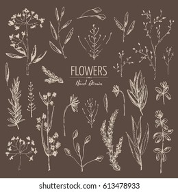  Collection of floral elements:  flower and leaves. hand drawn