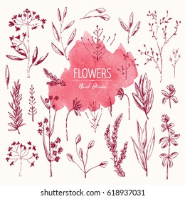  Collection of floral elements:  flower and leaves. hand drawn.