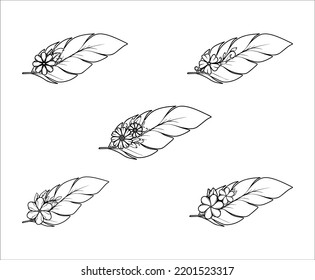 Collection of Floral Feather Illustrations 