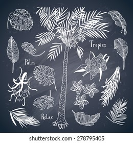 Collection of floral tropical elements on chalk board. Palms, leaves, fruit, flowers, nuts. Text, Palm, Tropic, Relax. Vintage card.